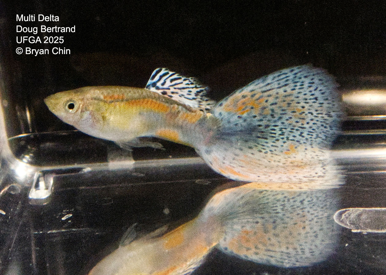 Guppy Muliti color